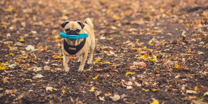 Shopify Pet Store: How to Build One in 2026 (+ 11 Examples)