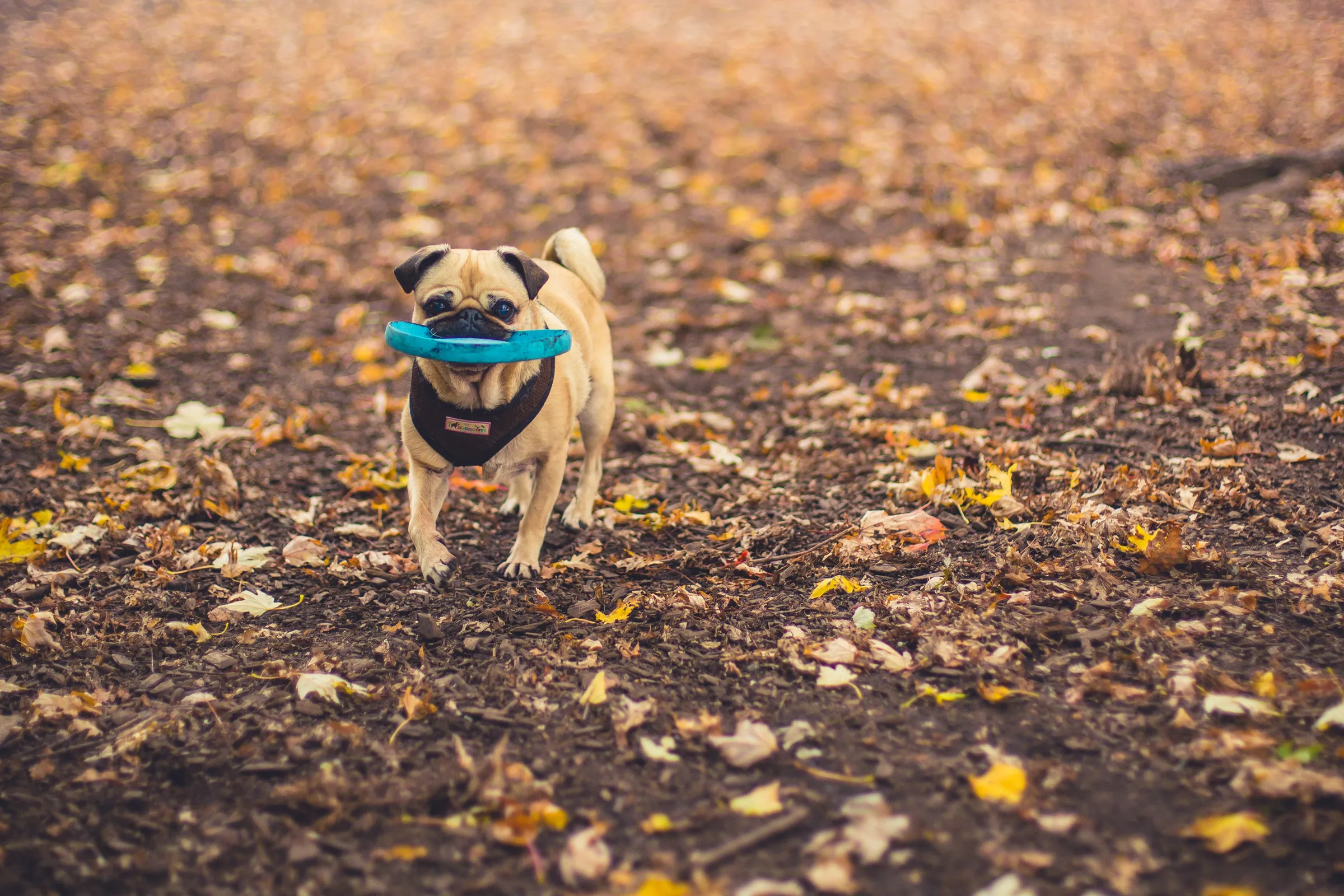 Shopify Pet Store: How to Build One in 2026 (+ 11 Examples)