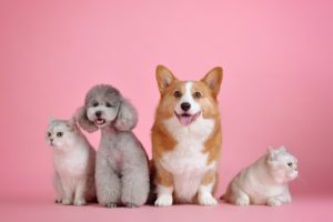 How to Launch a Profitable Shopify Pet Store in the UK (2026)