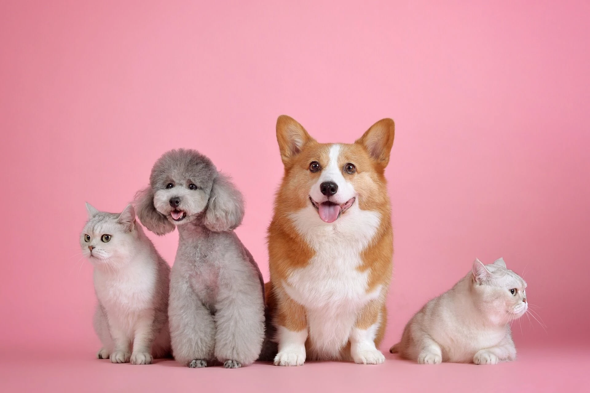 How to Launch a Profitable Shopify Pet Store in the UK (2026)