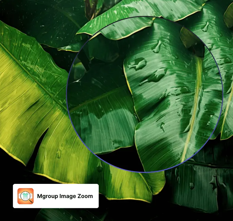 Mgroup Image Zoom