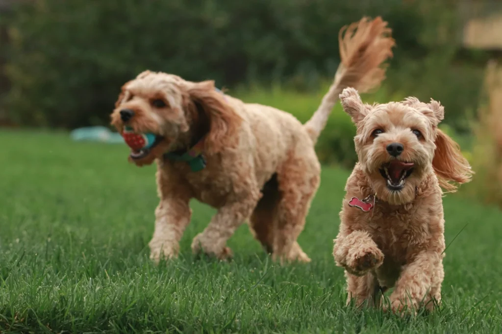 NutraRegen - Shopify pet supplements store