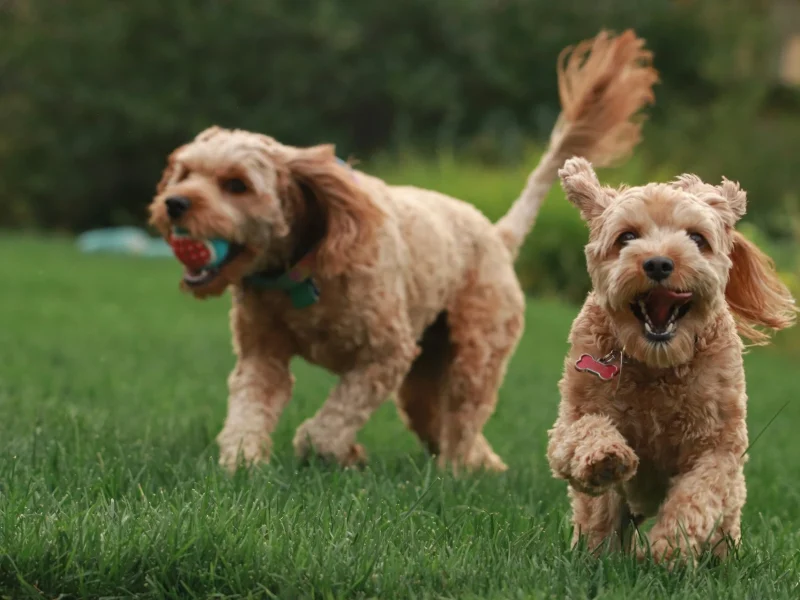 NutraRegen – Shopify Pet Supplements Store
