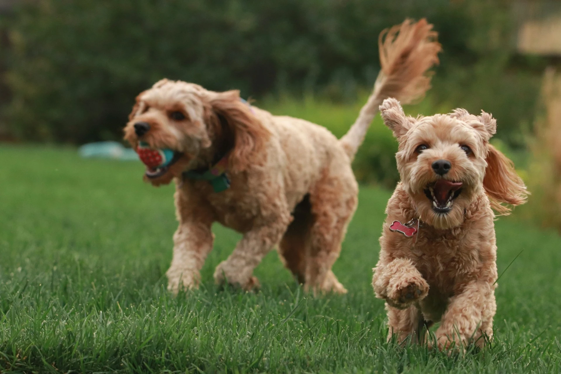 NutraRegen – Shopify Pet Supplements Store